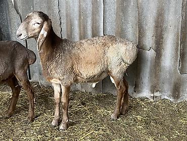 Продам с/х животных: Продаю | Овца (самка) | Для разведения — 1