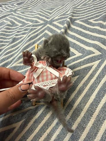 неделю: 🐾 Шотландские котята ищут любящих хозяев! 🐾 Малышам сейчас всего 2 — 7