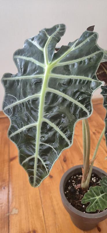 yaz gulleri sekilleri: Alocasia Polly. Böyük ölçü. 2 köklü. Bazar günü metro üstüne çatdırıla — 2