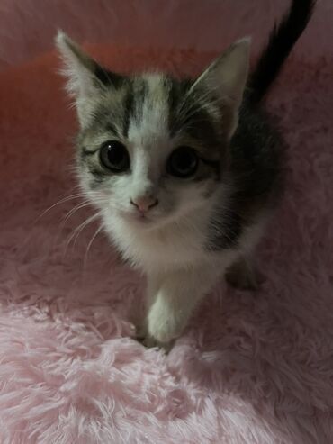 сколько стоят вислоухие кошки: Отдаю котят в добрые руки, три месяца, девочки, кушают все, приучены к
