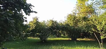 Torpaq sahələrinin satışı: 100 sot, Biznes üçün, Mülkiyyətçi, Kupça (Çıxarış), Müqavilə -da lalafo.az — 12 Torpaq sahələrinin satışı: 100 sot, Biznes üçün, Mülkiyyətçi, Kupça (Çıxarış), Müqavilə — 12