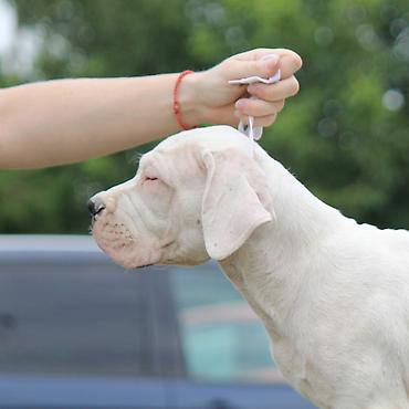 Psi: Leglo dogo argentino štenaca Sa ponosom predstavljamo vrhunsko leglo — 3