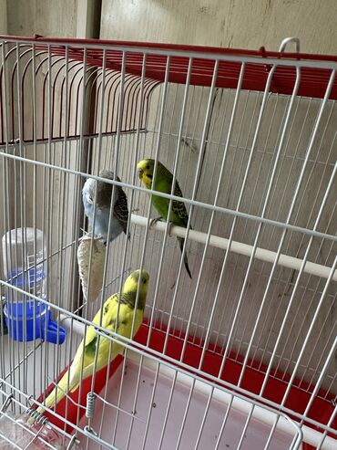 папугай с клеткой: Продаю волнистые попугайи 3 шт 1 самец и 2 самки клетка, посуды