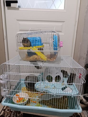 хомяк домашний купить: 6 хомяков+просторная клетка для мелких грызунов + переноска Состав и