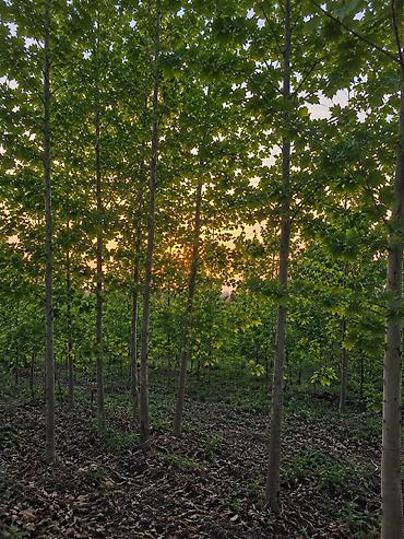 dam ortukleri kredit: 🌳🍂 XAN ÇİNARI TİNLƏRİ SATIŞDA! 🍂🌳 Hündürlüyü 3–4 metr olan, sağlam və — 2