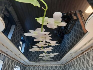 Потолочные работы: Натяжные потолки качественные, монтаж, демонтаж, натяжной потолок at lalafo.kg — 7 Потолочные работы: Натяжные потолки качественные, монтаж, демонтаж, натяжной потолок — 7