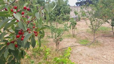 Torpaq sahələrinin satışı: 3 sot, Tikinti, Mülkiyyətçi, Kupça (Çıxarış) — 1