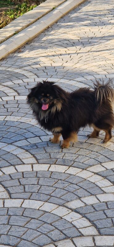 İtlər: Pekines, 1 il, Dişi, Peyvəndli, Ünvandan götürmə