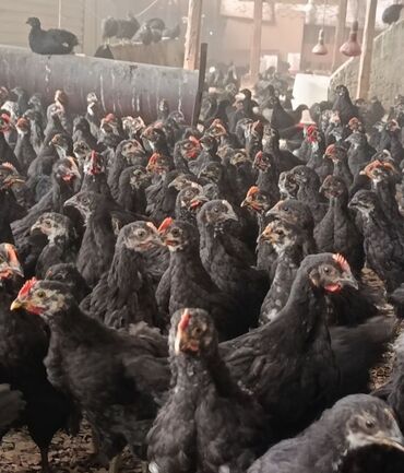 İtlər: Toyuq cücələri, Damazlıq, Ödənişli çatdırılma, Rayonlara çatdırılma, Pulsuz çatdırılma