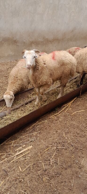 Qoyunlar, qoçlar: Erkək, il: 7, 55 kq, Ətlik, Ünvandan götürmə — 12