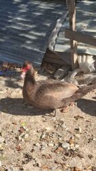 вольеры для маленьких собак: Krasnadar Ördeyi 1 Xoruz 2 fere