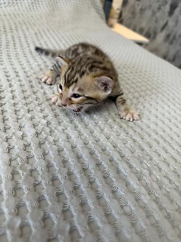 кошка шатланка: Бенгальские котята (помёт от чистокровной бенгальской кошки) Готовы к — 6