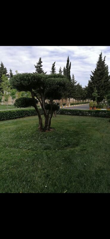 Bağbanlar: Bağban, 43 il, 5 ildən artıq təcrübə — 4