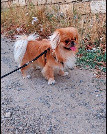 собака в хорошие руки: Pekines, 2 il, Erkek