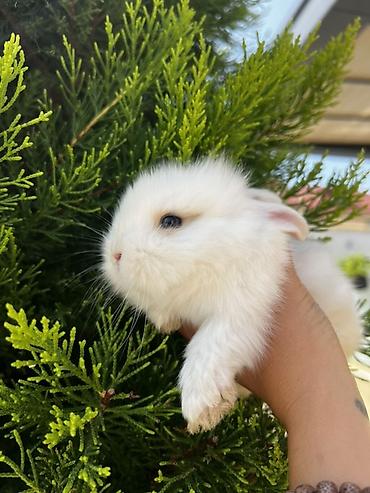 ərəb dovşanı: 1 aylıq balaca🐰 Hazırda məndə bu çox şirin dovşanım var 🥹🤍 Çox şirin — 2