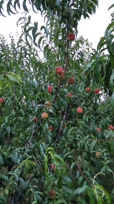 Ağaclar: Məhsul: Meyvə ağacları (gilas və şaftalı/nektarin bağ sahəsi) Xaçmaz — 8