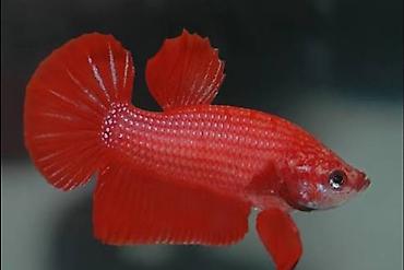 lasos baligi: Betta (Petuşok balığı), Sülhsevər — 1