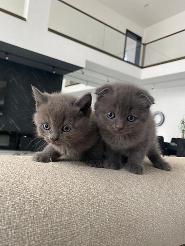 Pişiklər: Şotland — 1