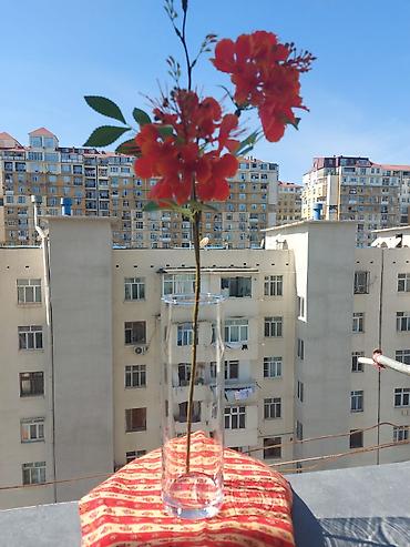 Vazalar: Bir vaza, Bogem şüşəsi — 3