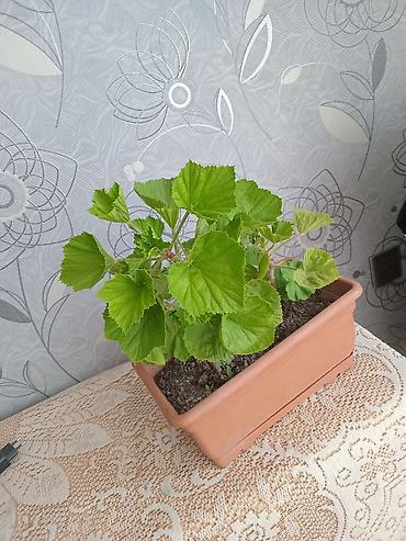 geran: Pəncərə qutusu üçün ətli saksı bitkisi – 2 köklü pelargonium — 2