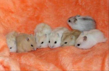 сирийский хомяк купить: В продаже хомячки джунгарские, красивых окрасов. Домашние, ручные