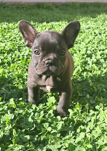 Psi: Prelepi štenci francuskog buldoga na prodaju. Očišćeni od parazita i na lalafo.rs — 15 Psi: Prelepi štenci francuskog buldoga na prodaju. Očišćeni od parazita i — 15