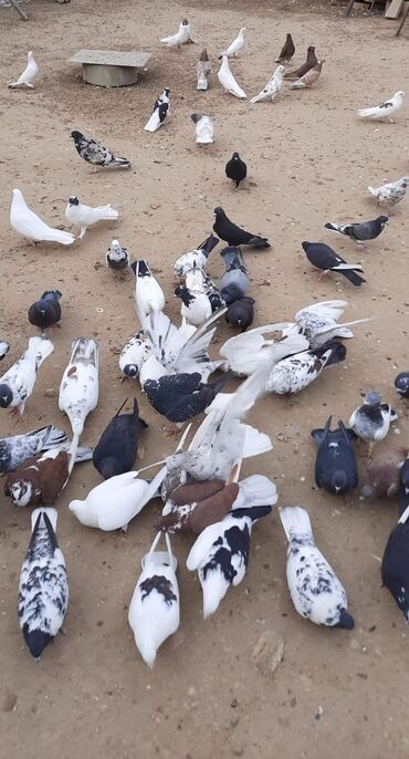 Göyərçinlər: Quşlar satılr @sarayli_qusbaz_agaselim — 9