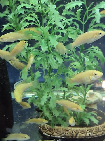 Рыбы: Продаю подростков Лабидохромис Еллоу (3-4 см) Labidochromis Yellow - — 2