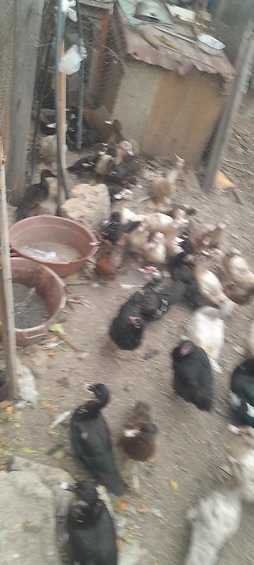 heyreti gence: Mullard ördəklər (indo duck) – müxtəlif rənglərdə böyük sürü - Cins — 2