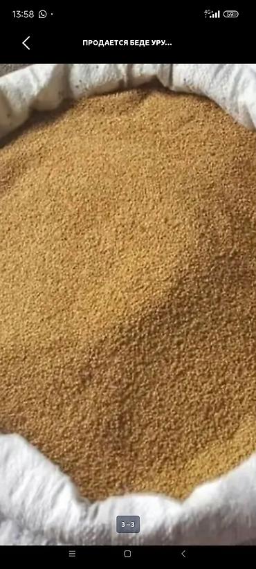молочная продукция: Беде урук Просо (зерно) в мешках - Натуральное зерно проса — 1