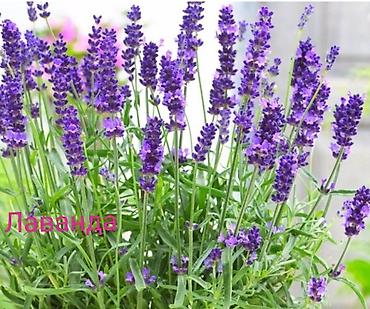 Другие виды семян и саженцев: Все растения что на фото, есть в наличии — 16