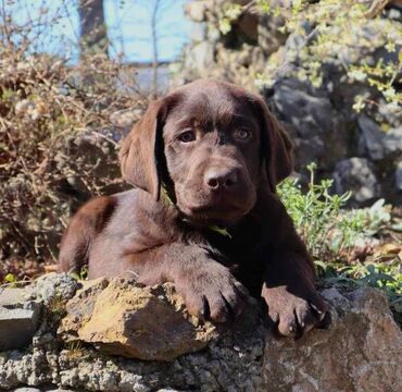 Psi: Izuzetna cokoladna štenad Labrador retrivera oštenjena 26. novembra — 7
