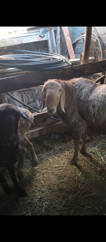 объявления о собаках sobaka: Продаю | Баран (самец) | Арашан | Для разведения | Племенные, Осеменитель at lalafo.kg объявления о собаках sobaka: Продаю | Баран (самец) | Арашан | Для разведения | Племенные, Осеменитель