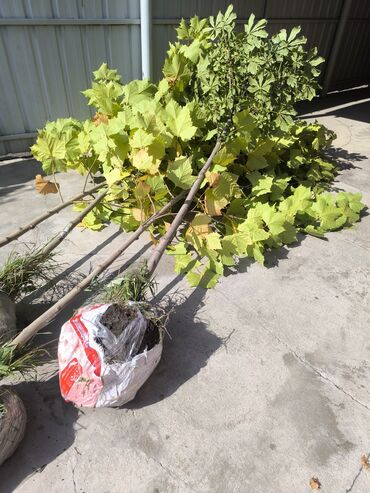 Декоративные деревья: Саженцы деревьев: Туи — 16