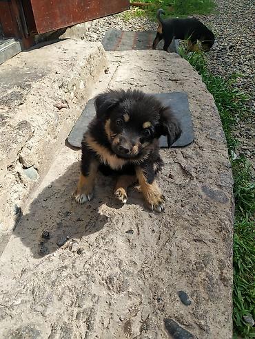 Продажа собак: 3 года, Самка — 8