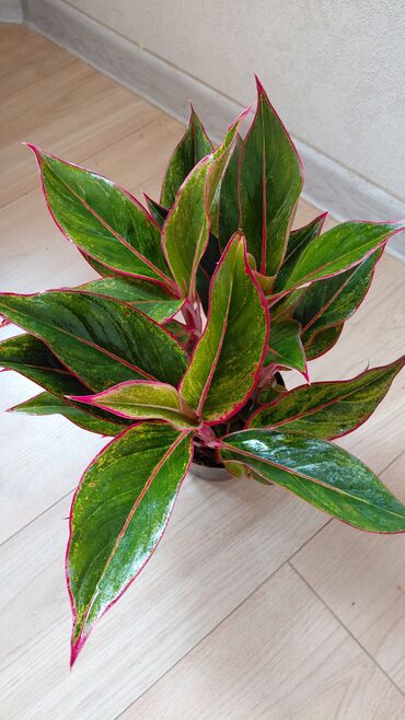 Декоративные цветы: Комнатные цветы — 12