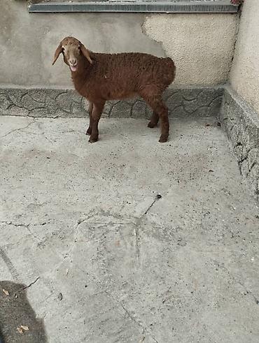 Баран, овца: Продаю | Овца (самка) | Арашан | Для разведения | Племенные at lalafo.kg — 4 Баран, овца: Продаю | Овца (самка) | Арашан | Для разведения | Племенные — 4