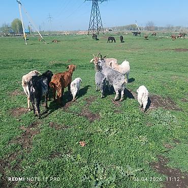 Лошади, кони: Продаю | Конь (самец) | Мерин — 6