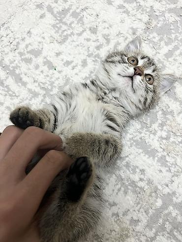 кошки серые: Беспородная, 3 месяца, Девочка, Серый, Приучена к лотку — 2