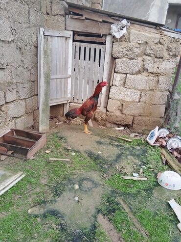 ayam cemani yumurta: Heyratı bece 7 ayın icindedir