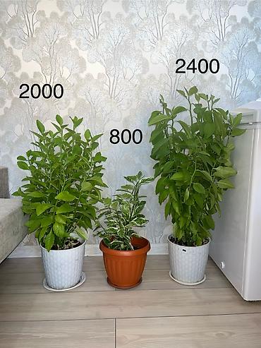 высокий кактус: Пендилантус -высота140см — 3