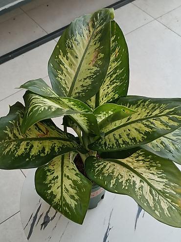 Другие комнатные растения: ПРОДАЮ КОМНАТНЫЕ РАСТЕНИЯ! 🌱 Бамбук — 3000 сом 🌳 Бонсай — 4100 сом 🌳 — 12