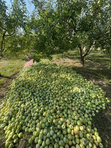 мясо барана цена: Цена договорная алма териле элек донучо суйлошобуз алма коп 7/8