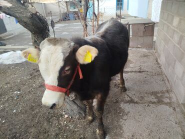 Коровы, быки: Продаю | Бык (самец) | Полукровка, Монбельярд | На откорм | Привязанные — 4