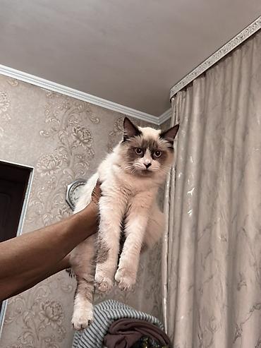 pitomnik temir: Котята домашние, ручные. - Окрас: один колор-пойнт (белый с — 1