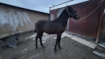 Лошади, кони: Продаю | Жеребенок | Полукровка | Для разведения — 2