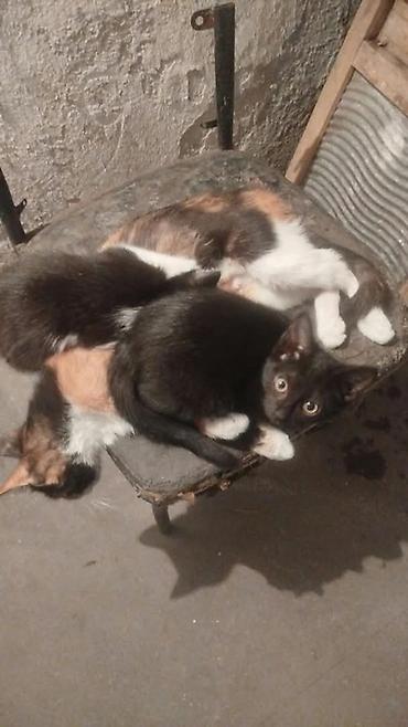 животные кошка: Котята, несколько окрасов: - черно-белые (смокинг) - рыжий - черный - — 3