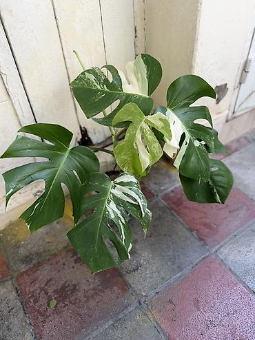 Monstera qiymətlər müxtəlifdir. 15-70azn. Albo 55azn. Ünvan Şamaxinka