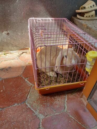 dovşan karlik: Hamısı birlikdə 25 AZN. Karlik 4 aylıq sallaq qulaq "mini lop"