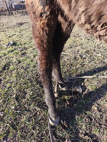 Лошади, кони: Продаю | Кобыла (самка) — 13